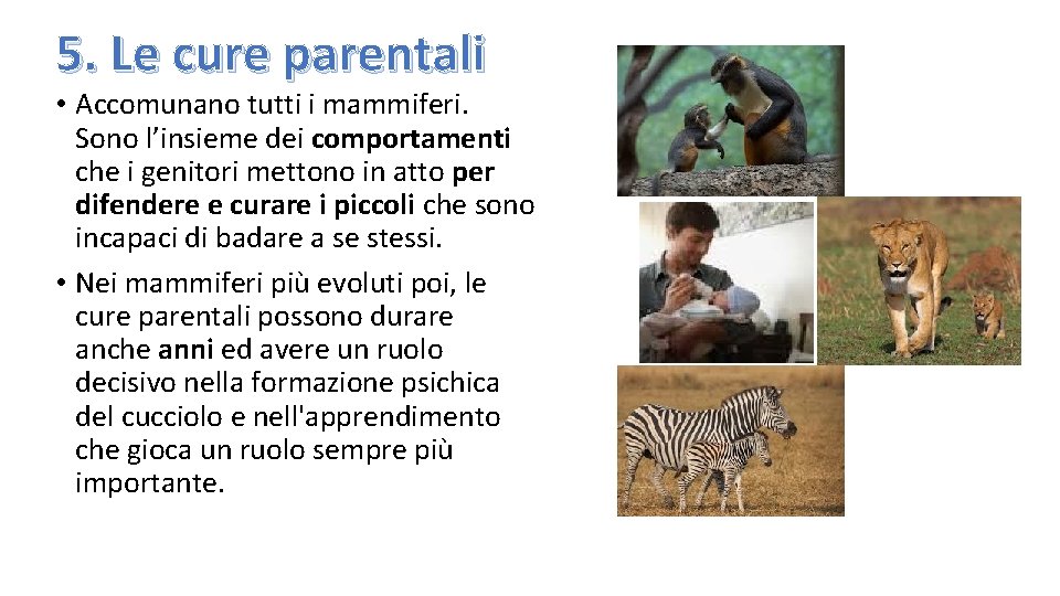 5. Le cure parentali • Accomunano tutti i mammiferi. Sono l’insieme dei comportamenti che