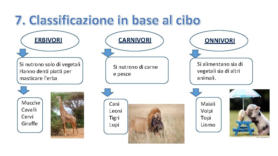 7. Classificazione in base al cibo ERBIVORI CARNIVORI ONNIVORI Si nutrono solo di vegetali