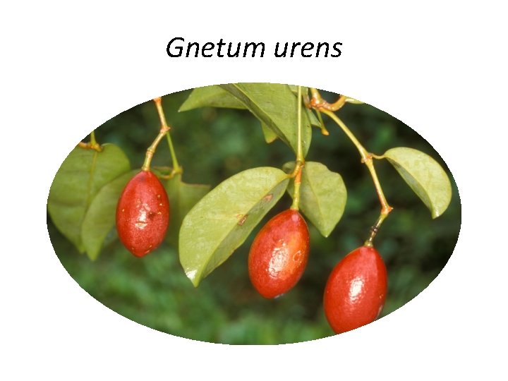 Gnetum urens 