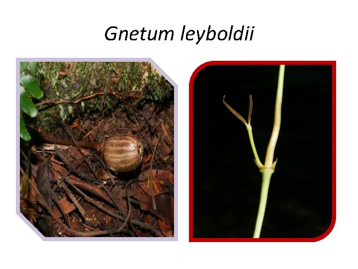 Gnetum leyboldii 