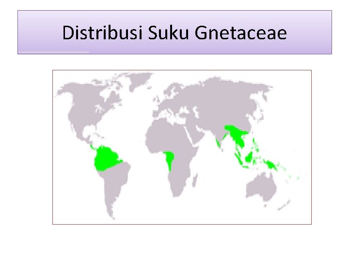 Distribusi Suku Gnetaceae 