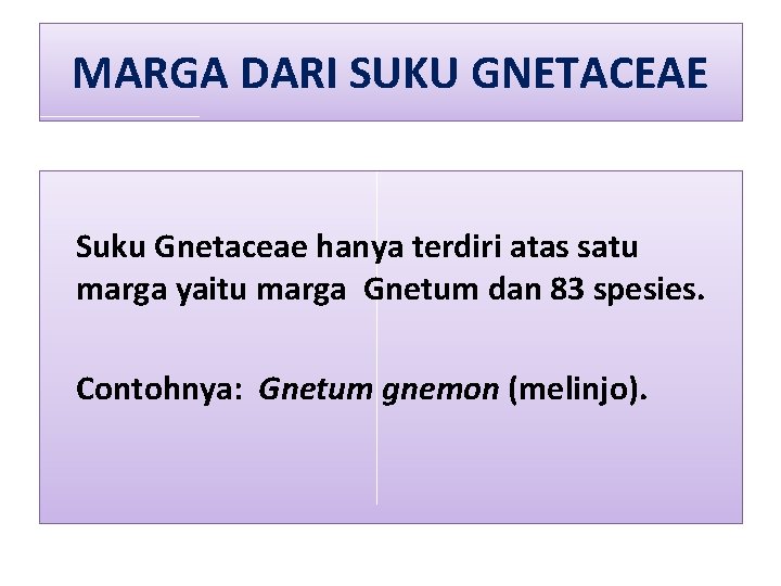 MARGA DARI SUKU GNETACEAE Suku Gnetaceae hanya terdiri atas satu marga yaitu marga Gnetum