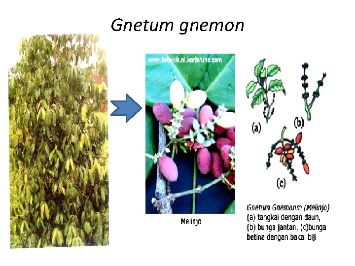 Gnetum gnemon 
