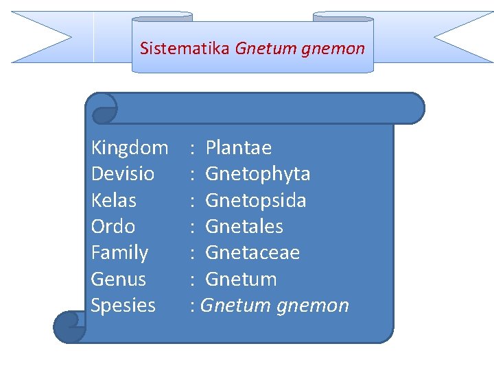 Sistematika Gnetum gnemon Kingdom Devisio Kelas Ordo Family Genus Spesies : Plantae : Gnetophyta