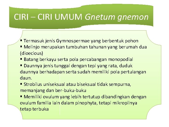 CIRI – CIRI UMUM Gnetum gnemon § Termasuk jenis Gymnospermae yang berbentuk pohon §