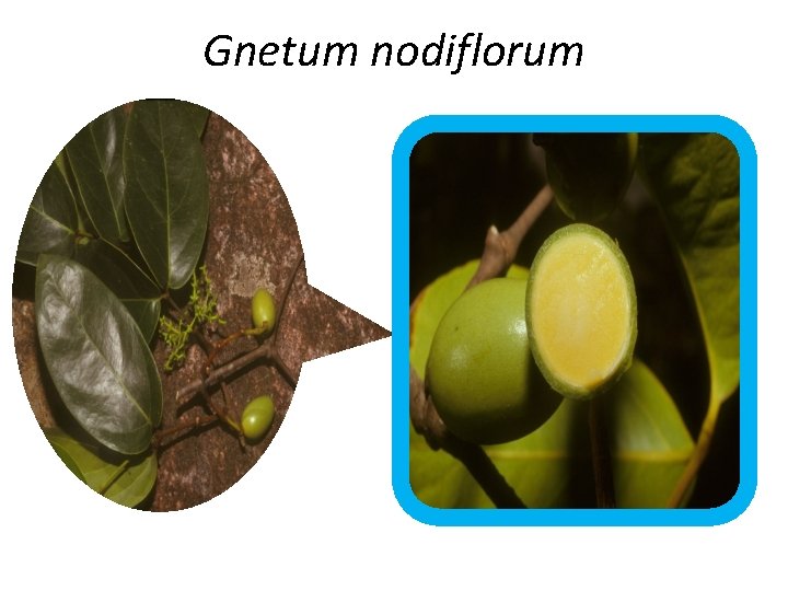 Gnetum nodiflorum 