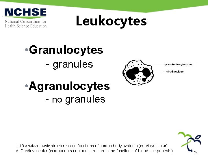 Leukocytes • Granulocytes - granules • Agranulocytes - no granules 1. 13 Analyze basic Leukocytes • Granulocytes - granules • Agranulocytes - no granules 1. 13 Analyze basic