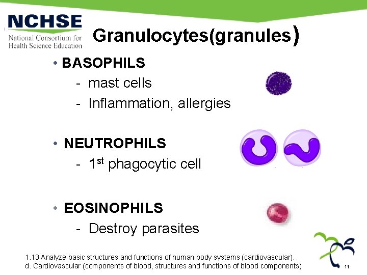 Granulocytes(granules) • BASOPHILS - mast cells - Inflammation, allergies • NEUTROPHILS - 1 st Granulocytes(granules) • BASOPHILS - mast cells - Inflammation, allergies • NEUTROPHILS - 1 st
