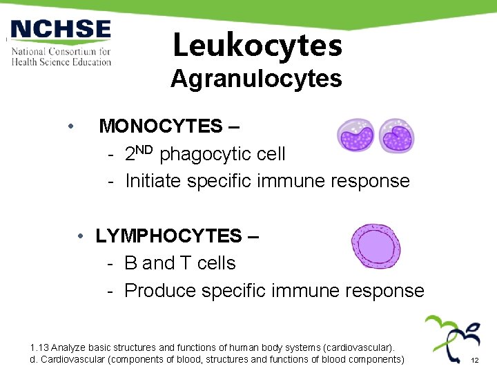 Leukocytes Agranulocytes • MONOCYTES – - 2 ND phagocytic cell - Initiate specific immune