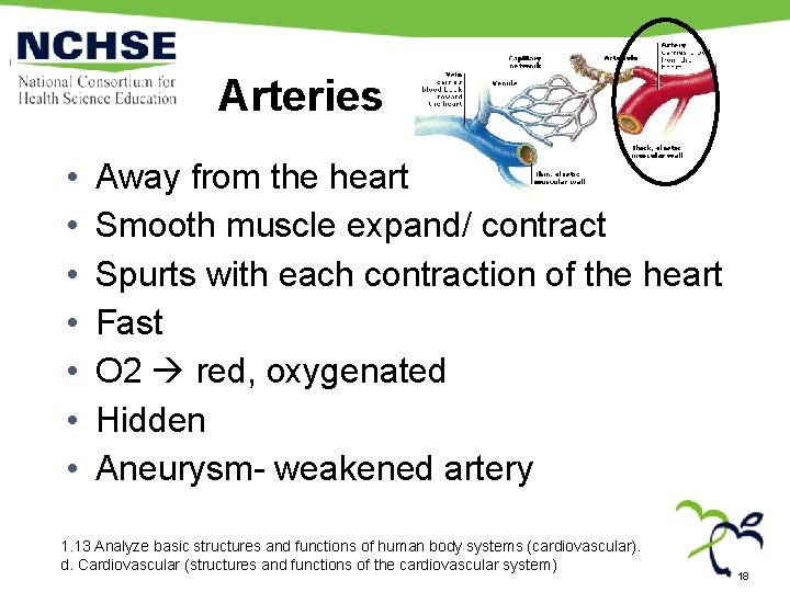 Arteries • • Away from the heart Smooth muscle expand/ contract Spurts with each