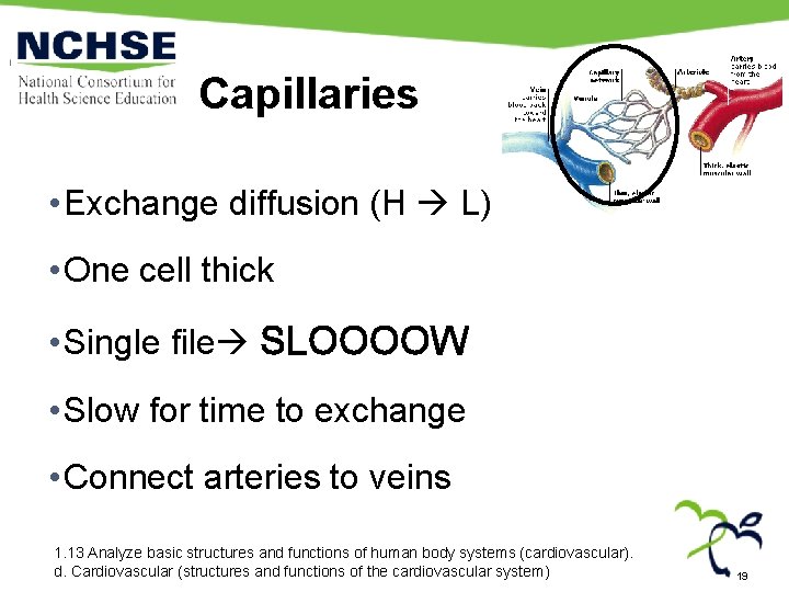 Capillaries • Exchange diffusion (H L) • One cell thick • Single file SLOOOOW