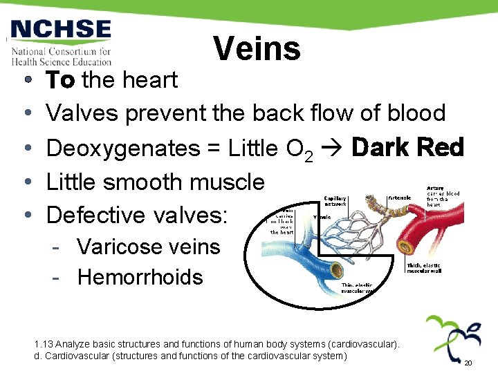 • • • Veins To the heart Valves prevent the back flow of • • • Veins To the heart Valves prevent the back flow of
