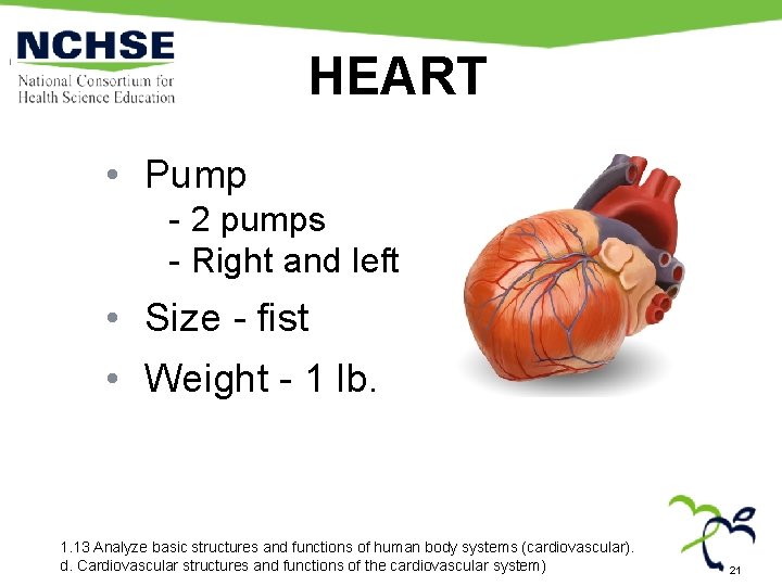 HEART • Pump - 2 pumps - Right and left • Size - fist