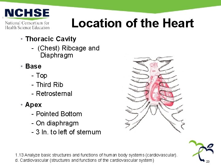 Location of the Heart • Thoracic Cavity - (Chest) Ribcage and Diaphragm • Base