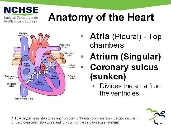 Anatomy of the Heart • Atria (Pleural) - Top chambers • Atrium (Singular) •