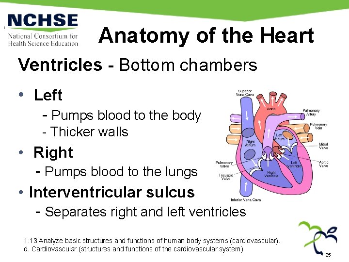 Anatomy of the Heart Ventricles - Bottom chambers • Left - Pumps blood to