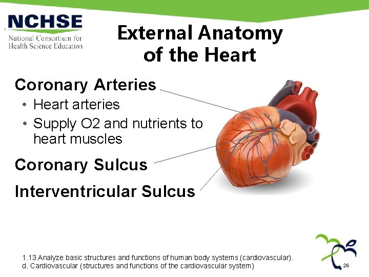 External Anatomy of the Heart Coronary Arteries • Heart arteries • Supply O 2