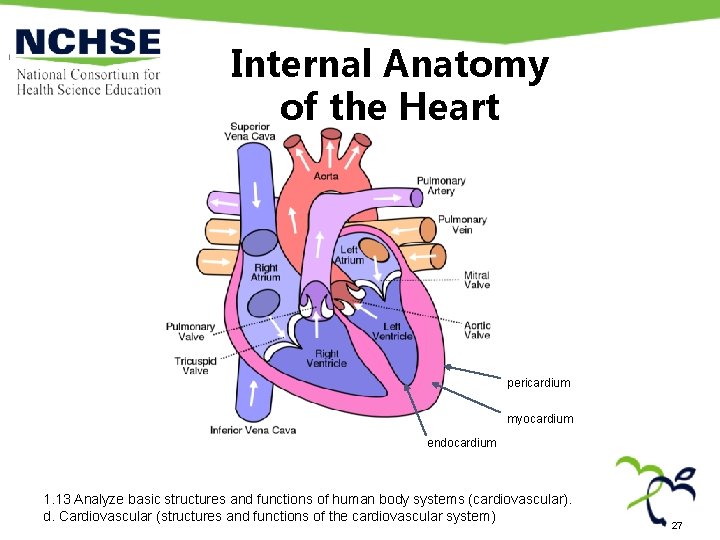 Internal Anatomy of the Heart pericardium myocardium endocardium 1. 13 Analyze basic structures and