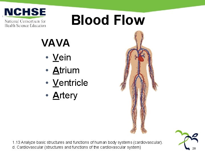 Blood Flow VAVA • • Vein Atrium Ventricle Artery 1. 13 Analyze basic structures