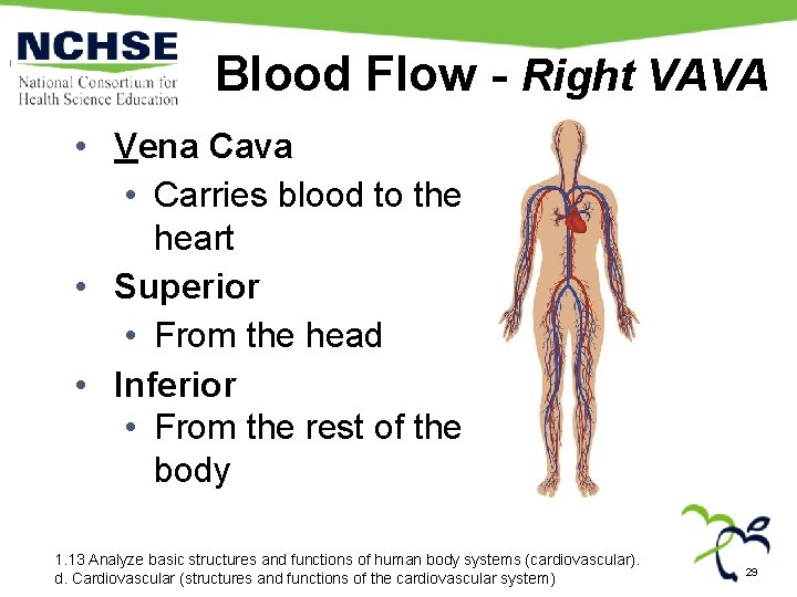 Blood Flow - Right VAVA • Vena Cava • Carries blood to the heart