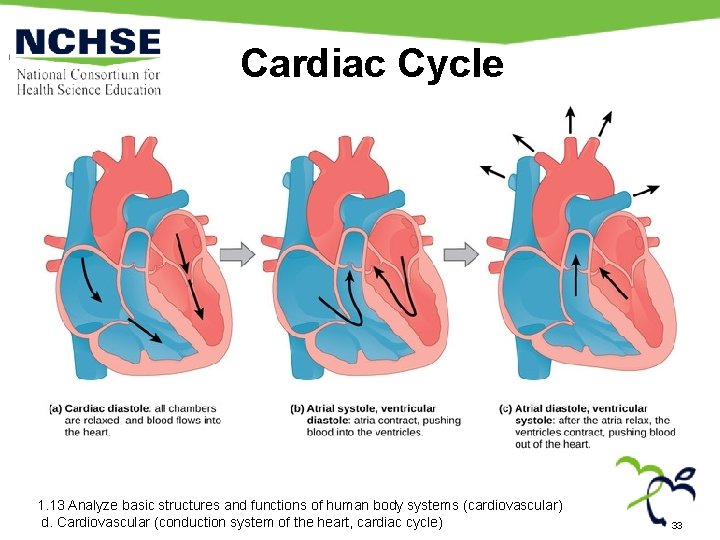 Cardiac Cycle 1. 13 Analyze basic structures and functions of human body systems (cardiovascular) Cardiac Cycle 1. 13 Analyze basic structures and functions of human body systems (cardiovascular)