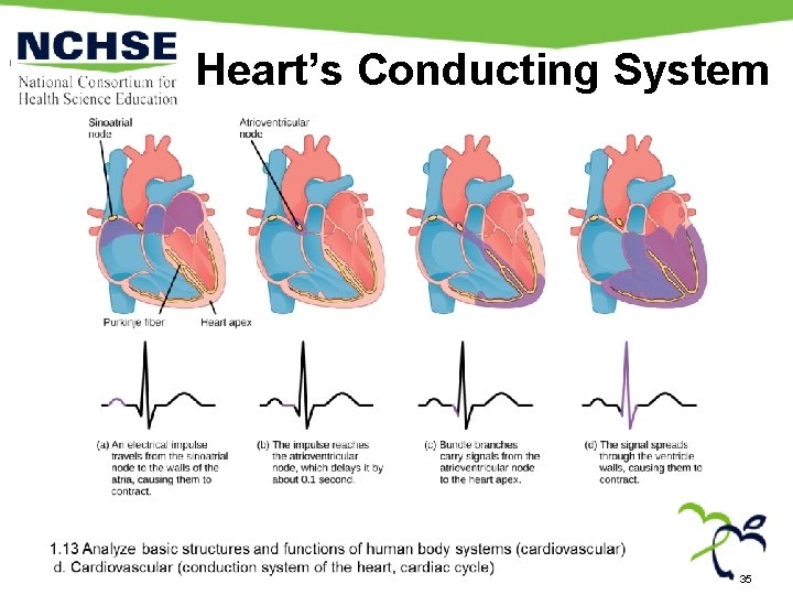 Heart’s Conducting System 35 