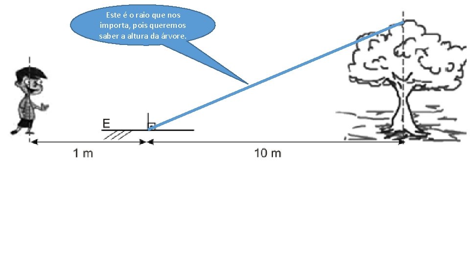 Este é o raio que nos importa, pois queremos saber a altura da árvore.