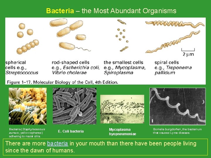 Bacteria – the Most Abundant Organisms Bacteria (Staphylococcus aureus; yellow spheres) adhering to nasal