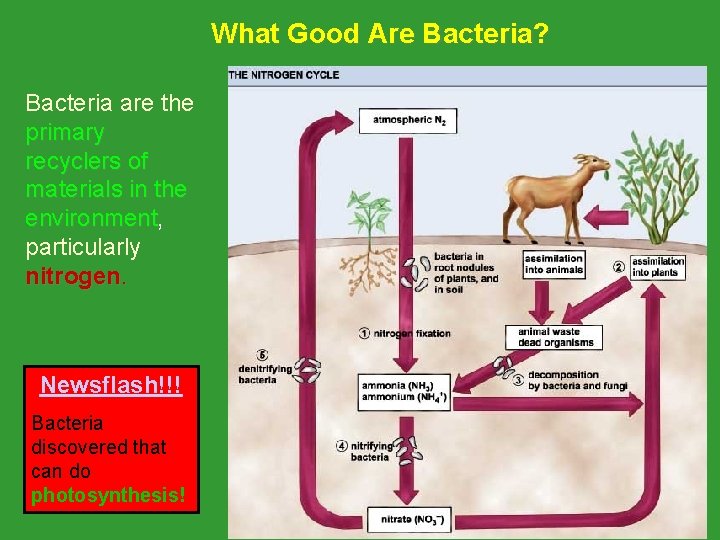 What Good Are Bacteria? Bacteria are the primary recyclers of materials in the environment,