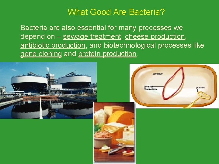 What Good Are Bacteria? Bacteria are also essential for many processes we depend on