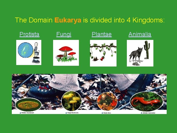 The Domain Eukarya is divided into 4 Kingdoms: Eukarya Protista Fungi Plantae Animalia 