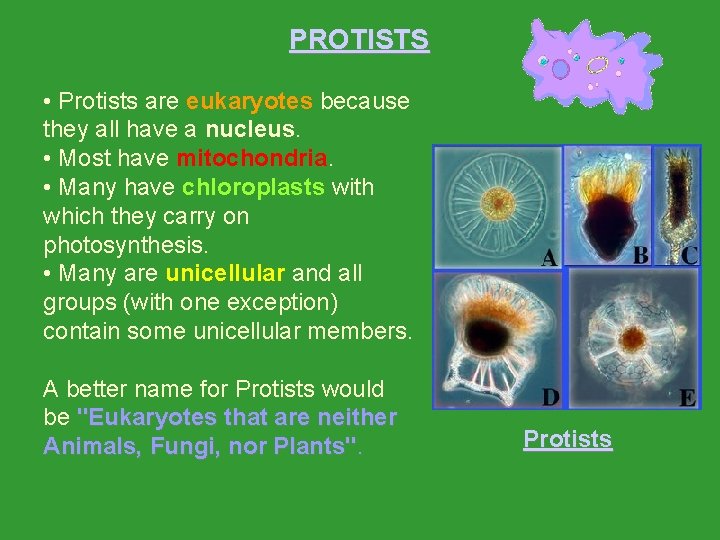PROTISTS • Protists are eukaryotes because they all have a nucleus. • Most have