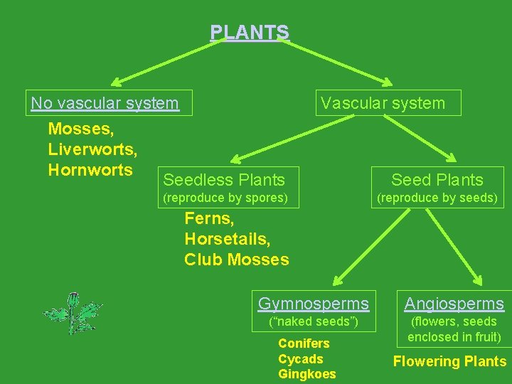 PLANTS No vascular system Mosses, Liverworts, Hornworts Seedless Plants Vascular system (reproduce by spores)