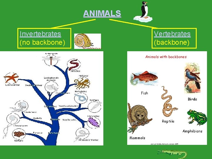 ANIMALS Invertebrates (no backbone) Vertebrates (backbone) 