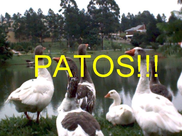PATOS!!! 