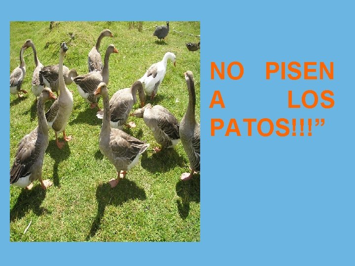 NO PISEN A LOS PATOS!!!” 
