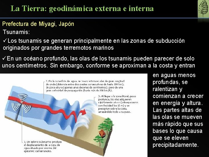 La Tierra: geodinámica externa e interna Prefectura de Miyagi, Japón Tsunamis: üLos tsunamis se