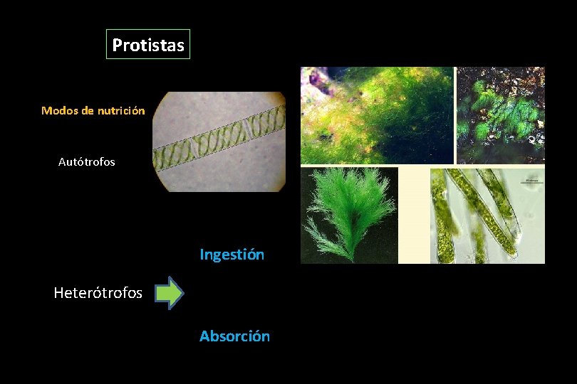 Protistas Modos de nutrición Autótrofos Ingestión Heterótrofos Absorción Protistas Modos de nutrición Autótrofos Ingestión Heterótrofos Absorción
