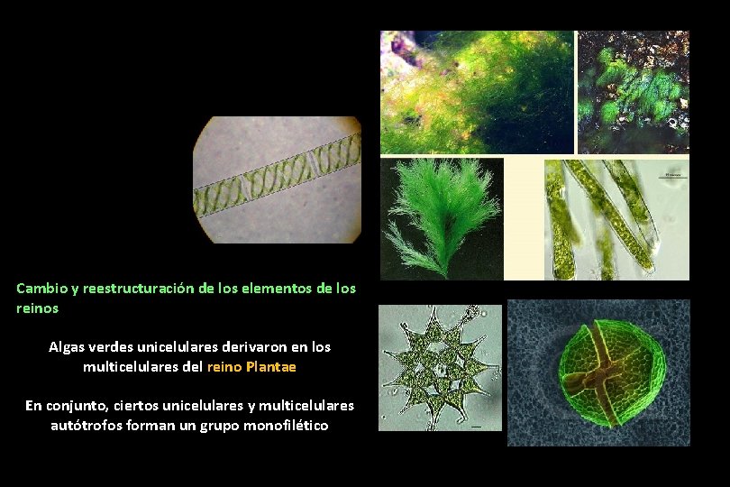 Cambio y reestructuración de los elementos de los reinos Algas verdes unicelulares derivaron en Cambio y reestructuración de los elementos de los reinos Algas verdes unicelulares derivaron en