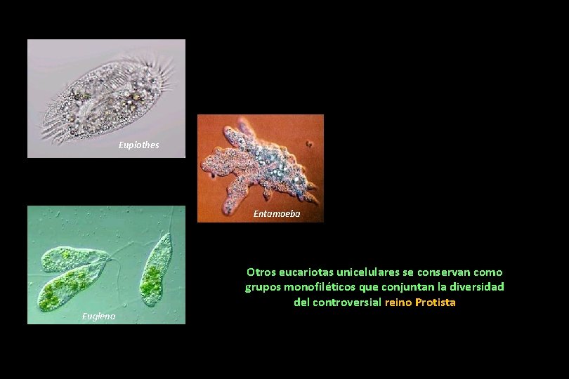 Euplothes Entamoeba Otros eucariotas unicelulares se conservan como grupos monofiléticos que conjuntan la diversidad Euplothes Entamoeba Otros eucariotas unicelulares se conservan como grupos monofiléticos que conjuntan la diversidad