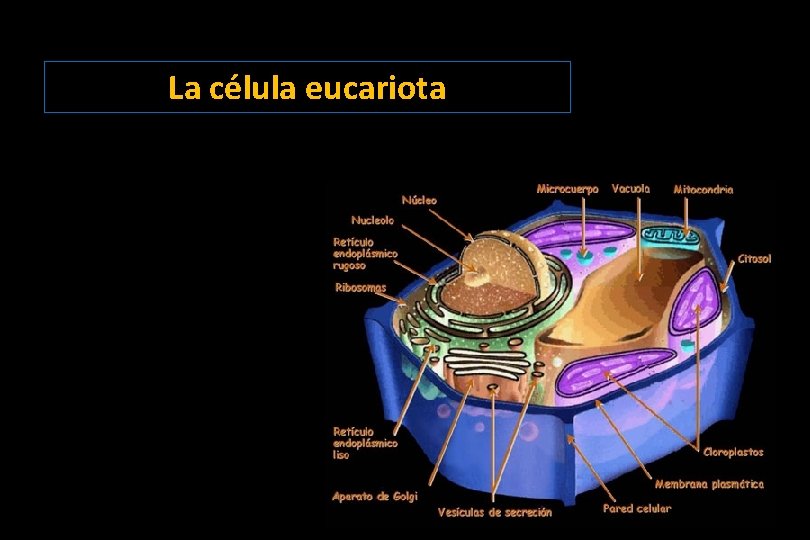 La célula eucariota La célula eucariota