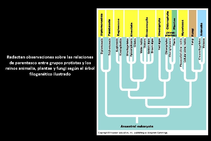 Redacten observaciones sobre las relaciones de parentesco entre grupos protistas y los reinos animalia, Redacten observaciones sobre las relaciones de parentesco entre grupos protistas y los reinos animalia,
