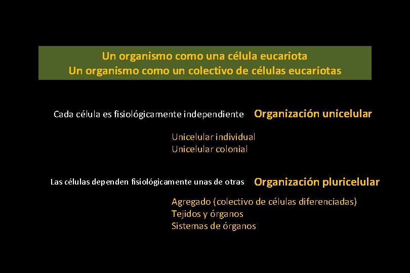 Un organismo como una célula eucariota Un organismo como un colectivo de células eucariotas Un organismo como una célula eucariota Un organismo como un colectivo de células eucariotas