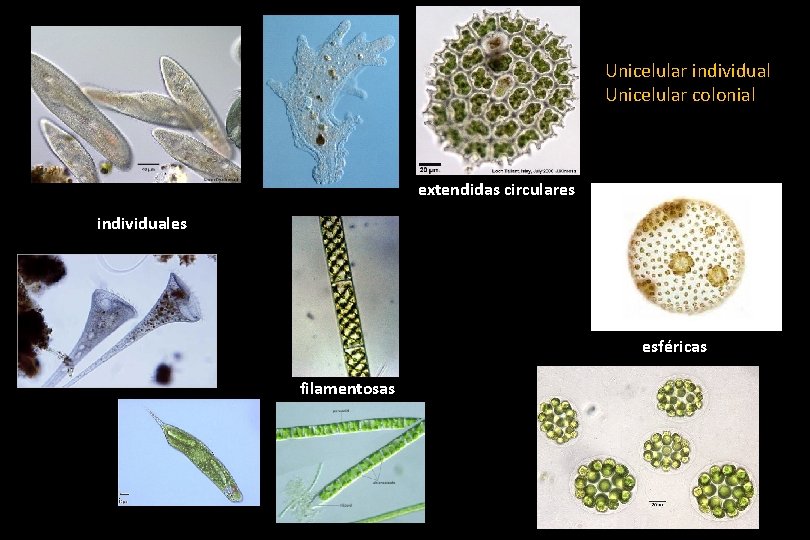 Unicelular individual Unicelular colonial extendidas circulares individuales esféricas filamentosas Unicelular individual Unicelular colonial extendidas circulares individuales esféricas filamentosas