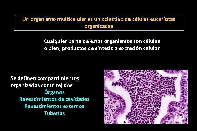 Un organismo multicelular es un colectivo de células eucariotas organizadas Cualquier parte de estos Un organismo multicelular es un colectivo de células eucariotas organizadas Cualquier parte de estos