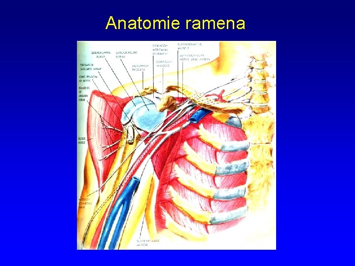 Anatomie ramena 