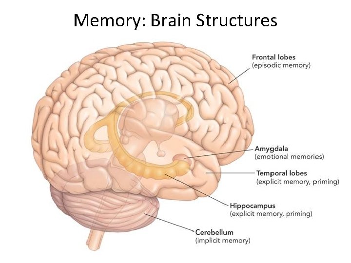 Memory: Brain Structures 