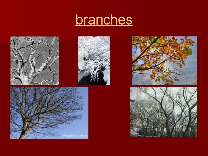 branches 