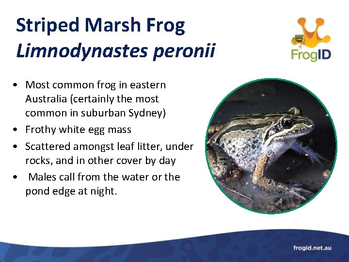 Striped Marsh Frog Limnodynastes peronii • Most common frog in eastern Australia (certainly the