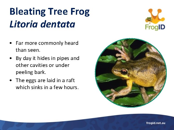 Bleating Tree Frog Litoria dentata • Far more commonly heard than seen. • By